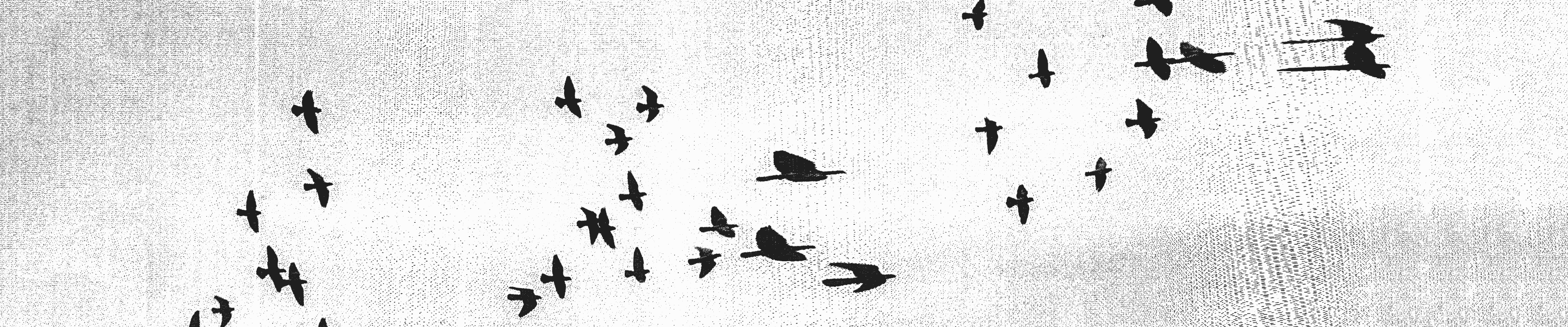 Photo of flying pigeons&comma; distorted by photocopier
